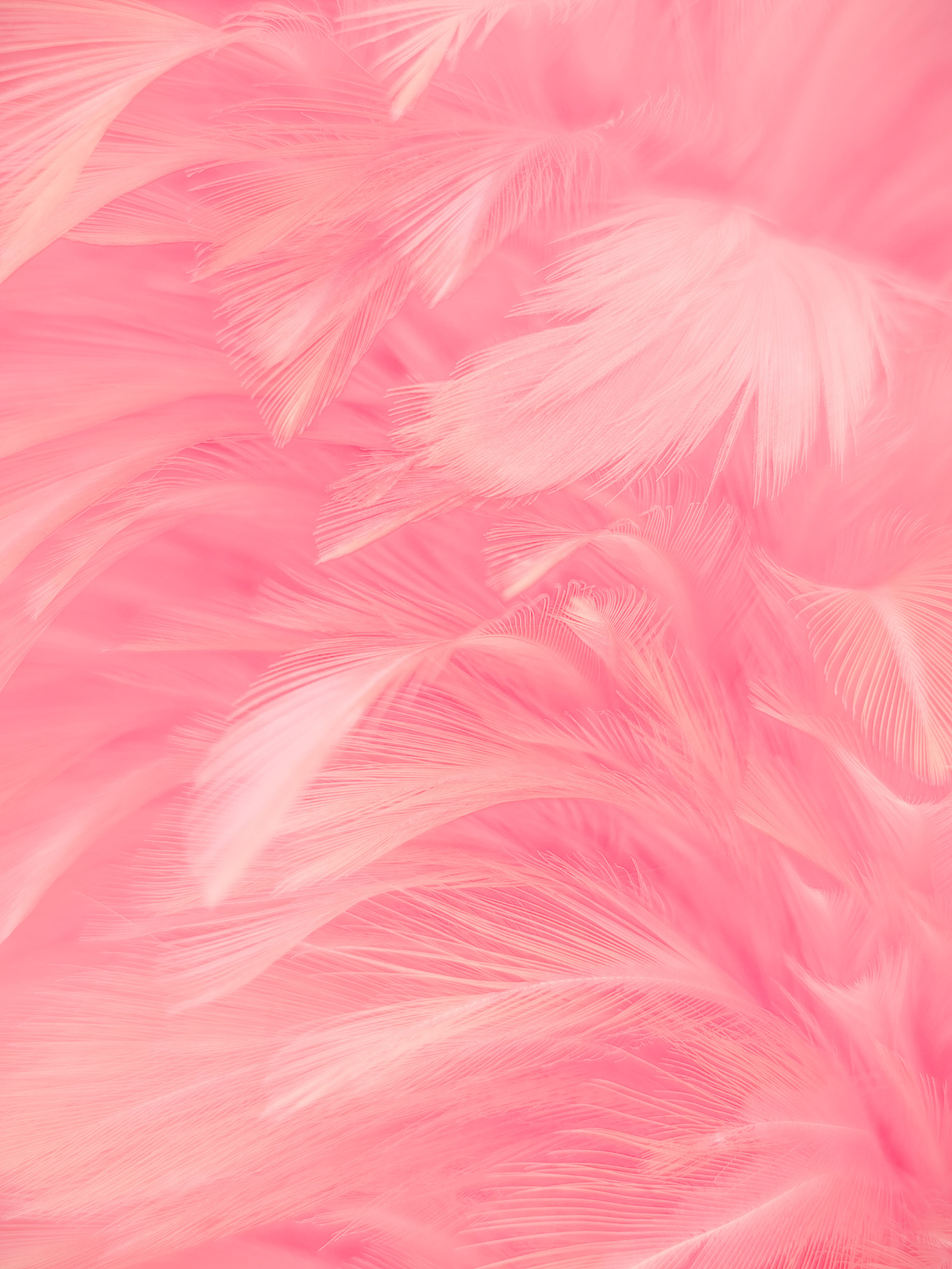 Beautiful abstract gray and pink feathers on white background,  white feather frame texture on pink pattern and pink background